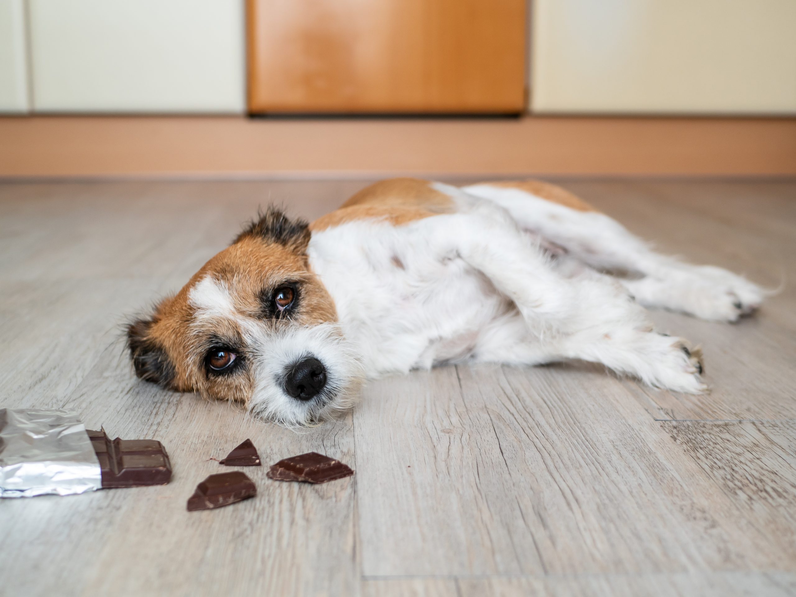 Hond chocola