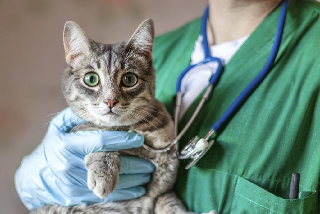 Kat bij dierenarts