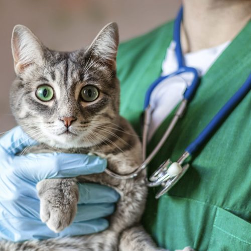 Kat bij dierenarts