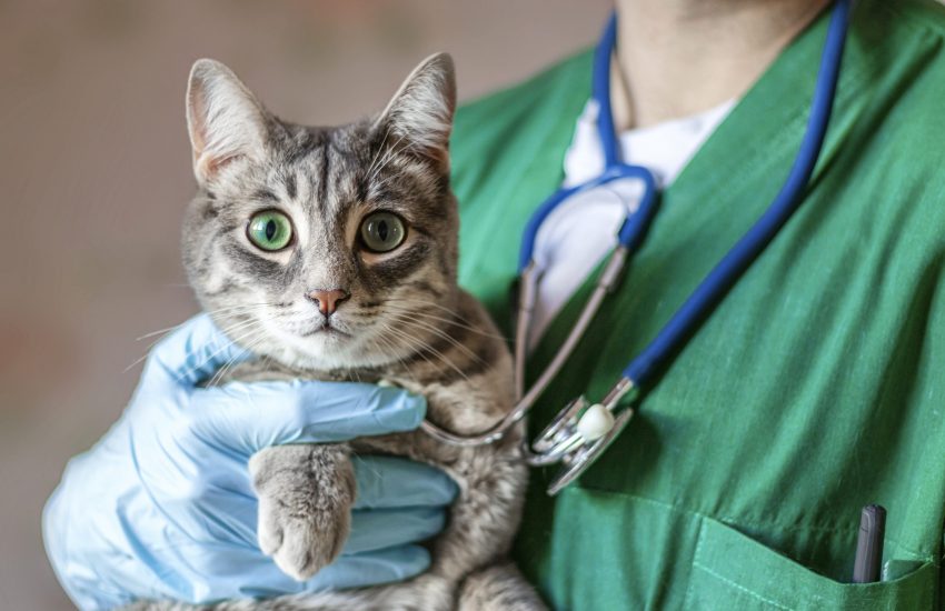 Kat bij dierenarts