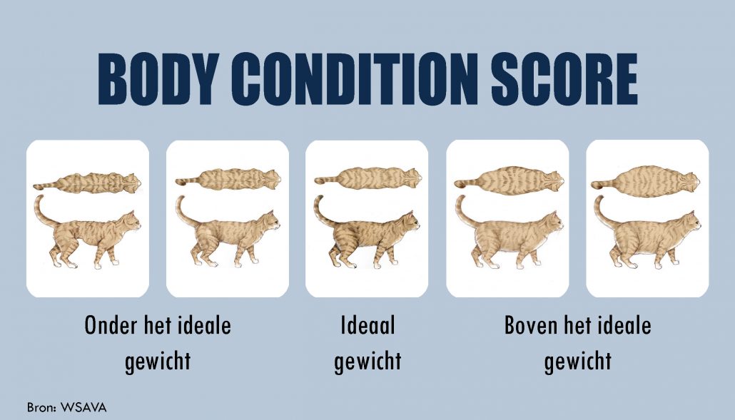 body condition score kat