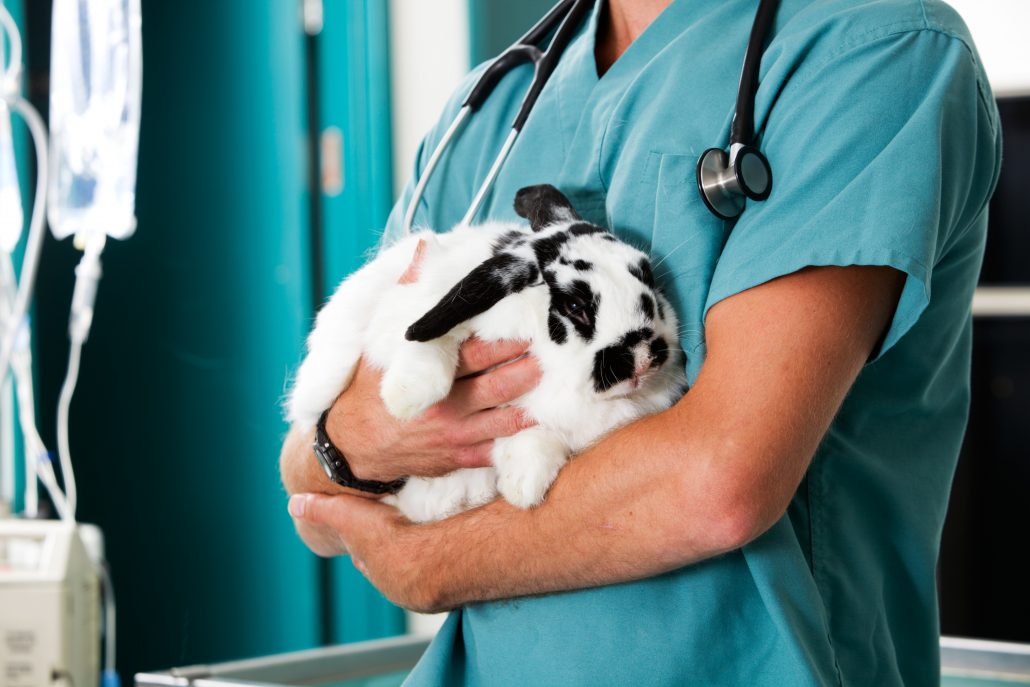 Konijn dierenarts