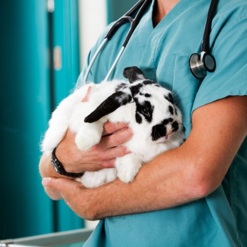 Konijn dierenarts