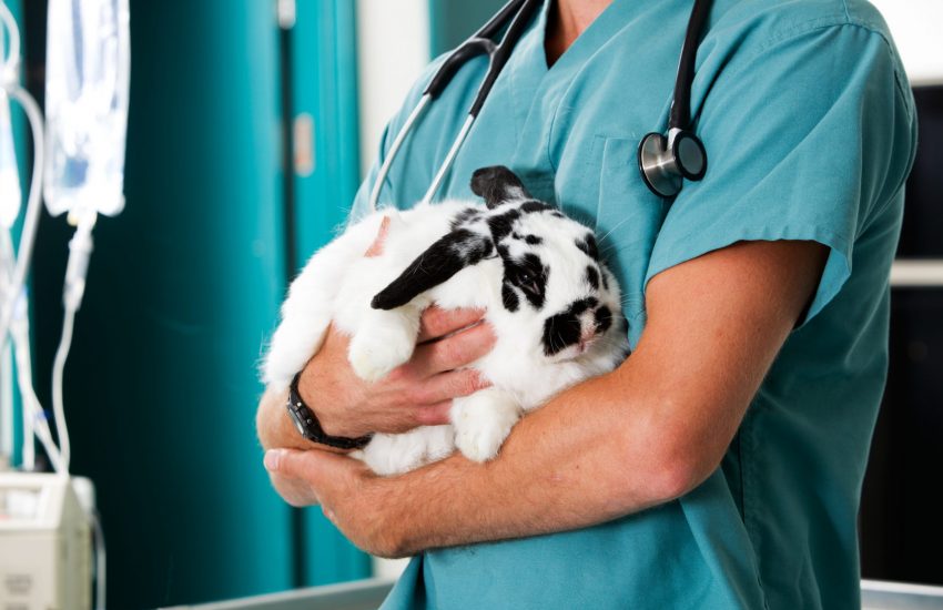Konijn dierenarts