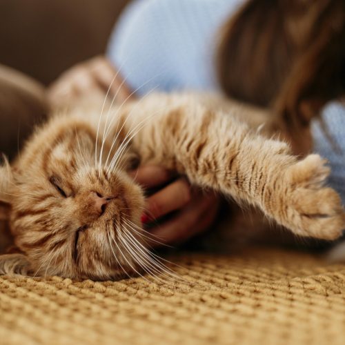 vrouw aait kat