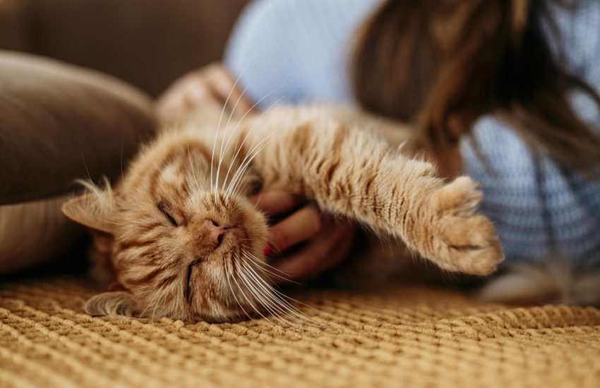 vrouw aait kat