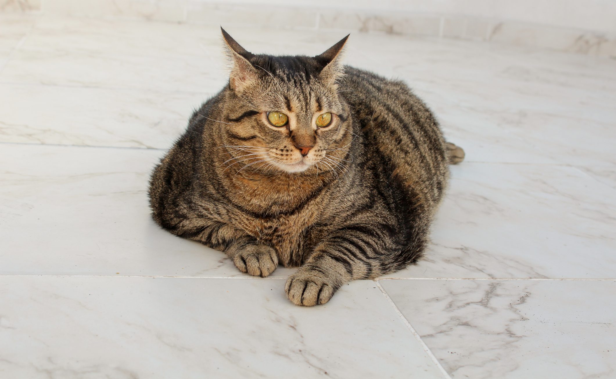 kat met overgewicht