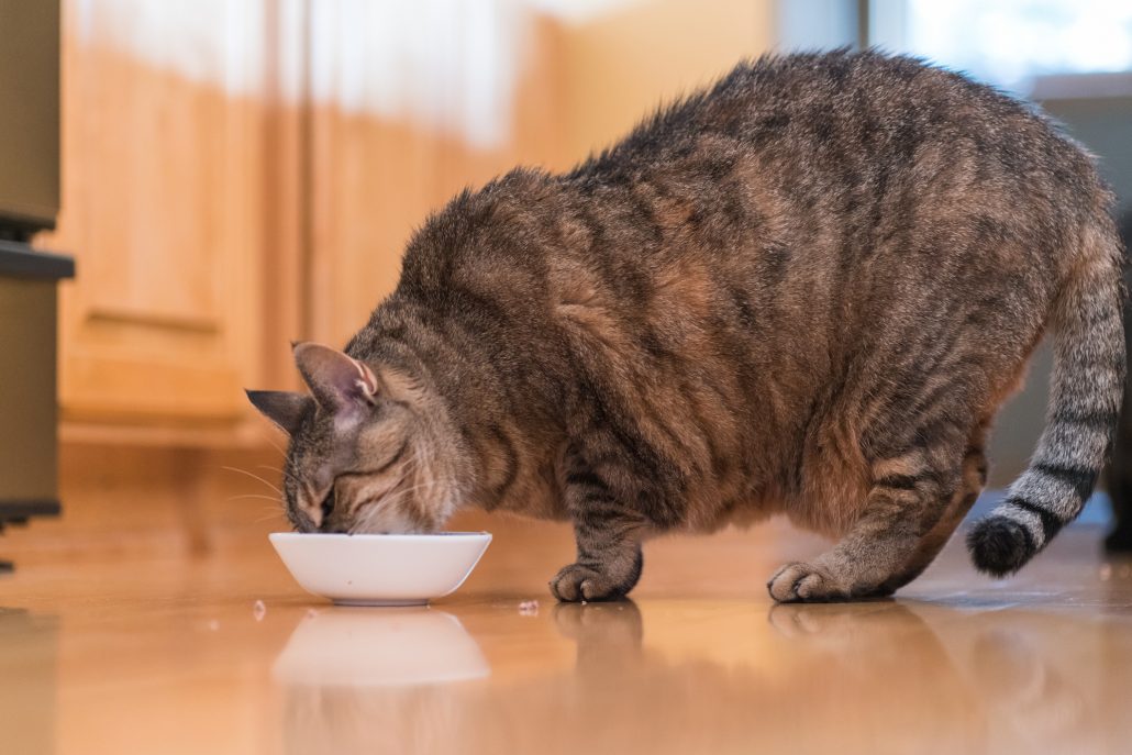 Zware kat eet voer