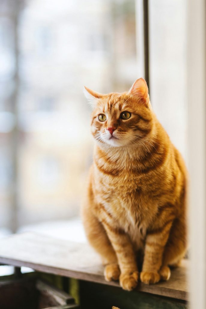 oranje kat binnen