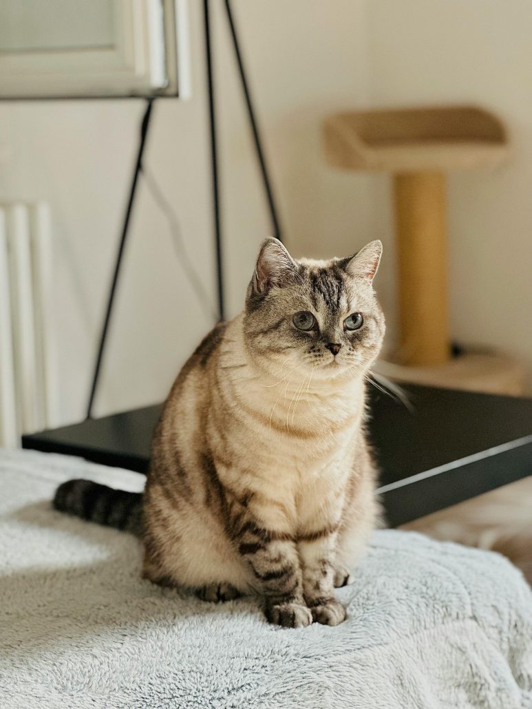 Kat overgewicht