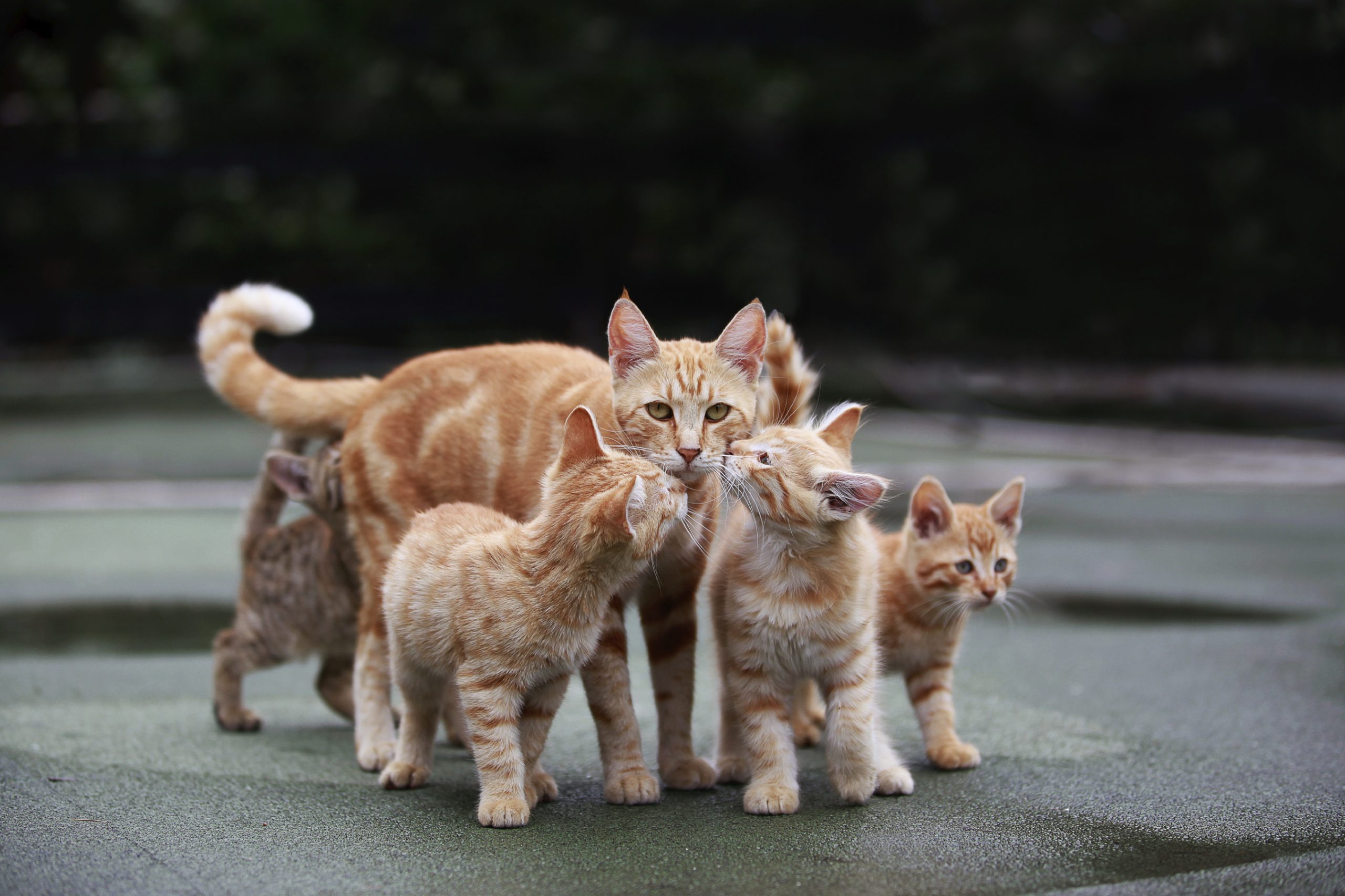 kat met kittens