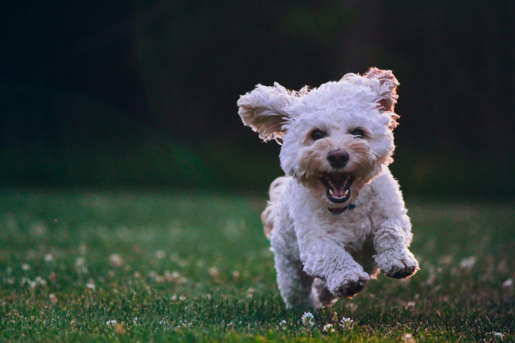 blije hond rennen