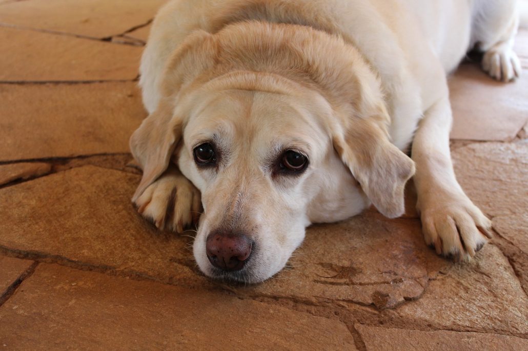 Hond dik