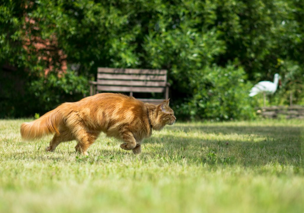 Jagende kat