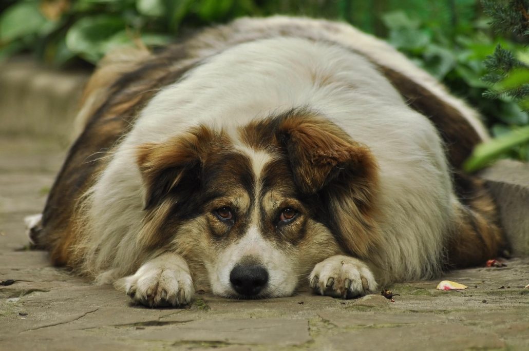 Obese hond