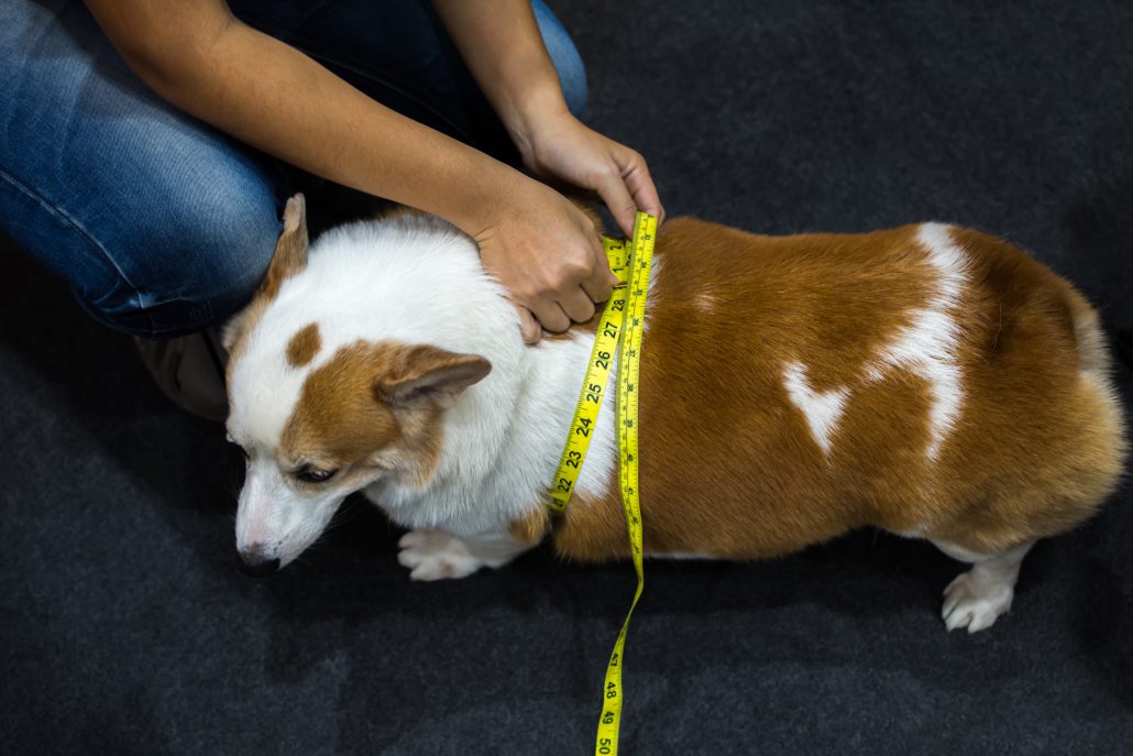 hond meetlint overgewicht
