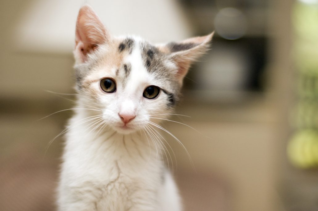 Kitten 