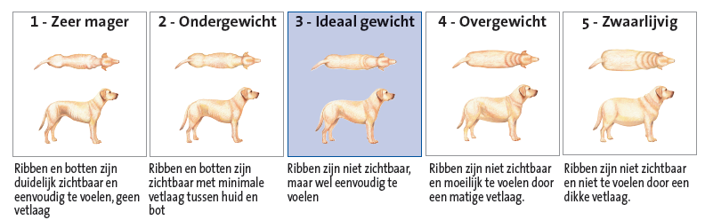 overgewicht schema hond