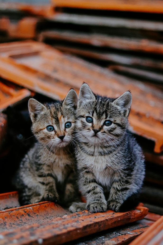 Zwerfkatten kittens