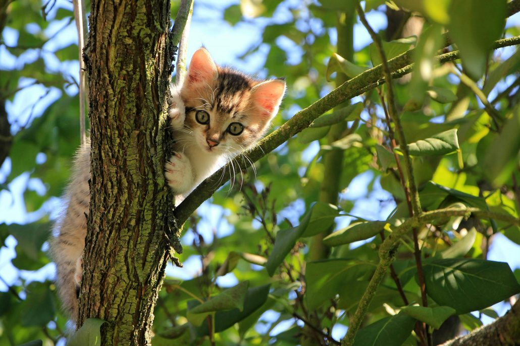 kitten in boom