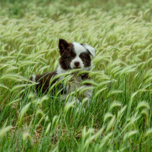 Hond grasaar