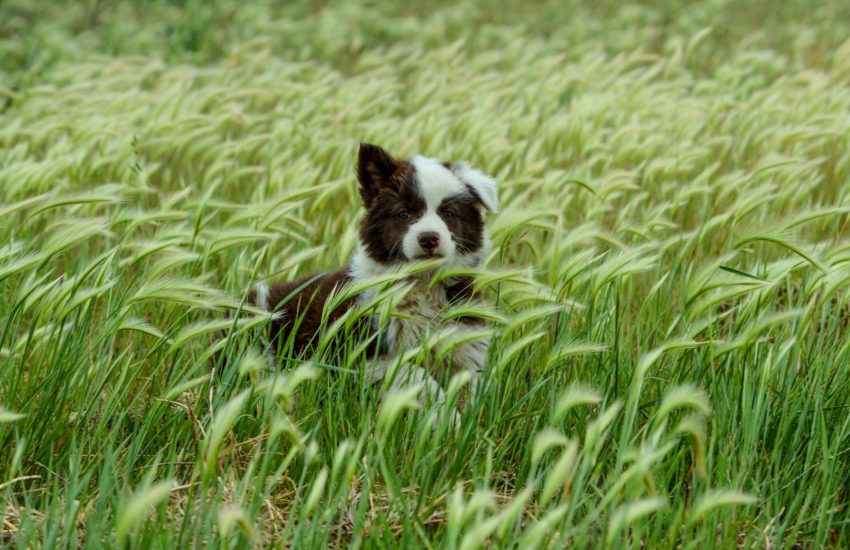 Hond grasaar
