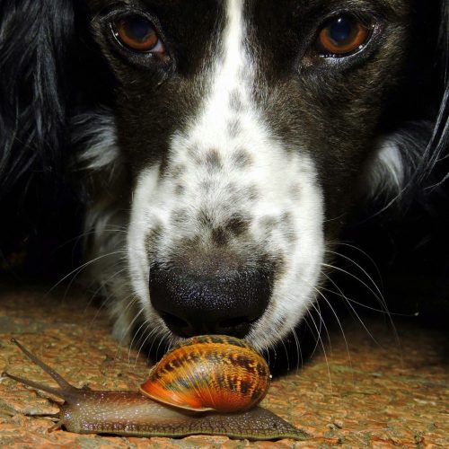 hond met slak