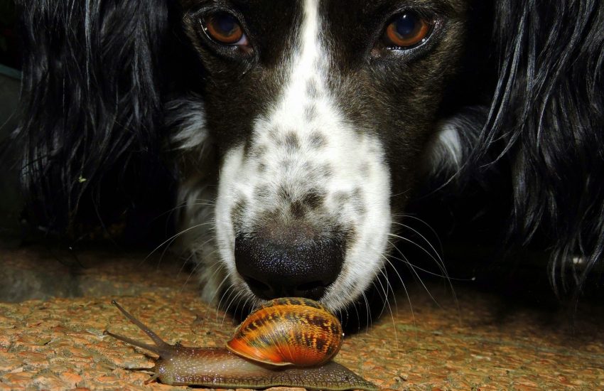 hond met slak