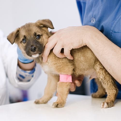 Hond dierenarts