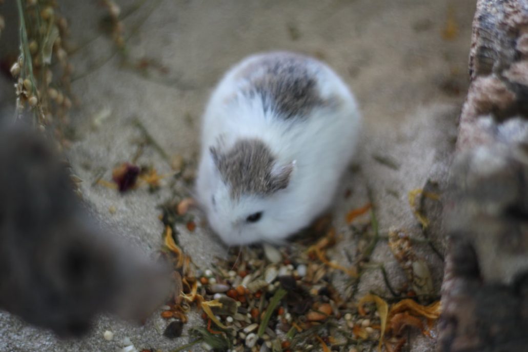Foto mininatuur voedsel hamster