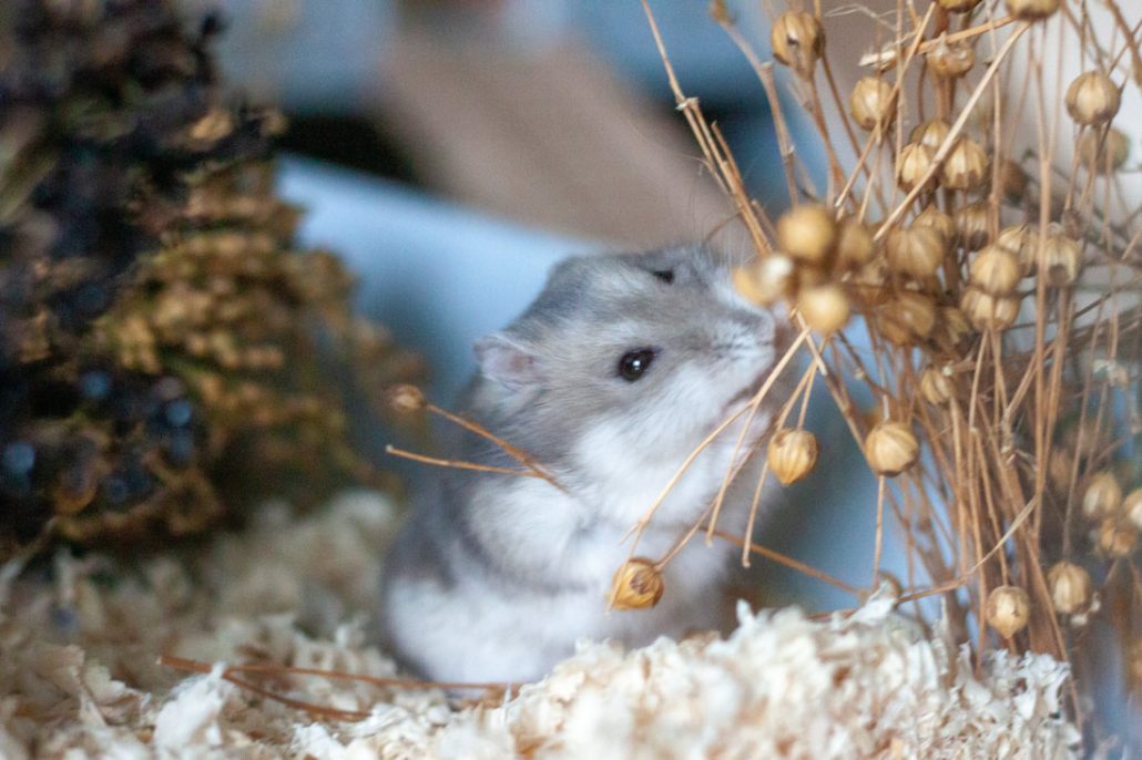 Foto mininatuur voedsel hamster 2