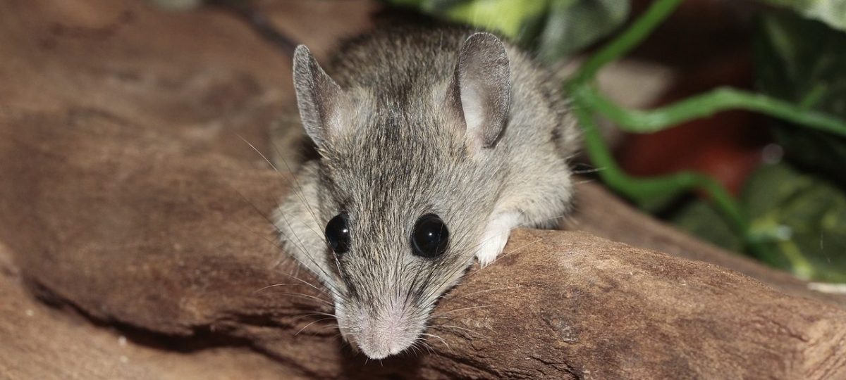 muis grijs