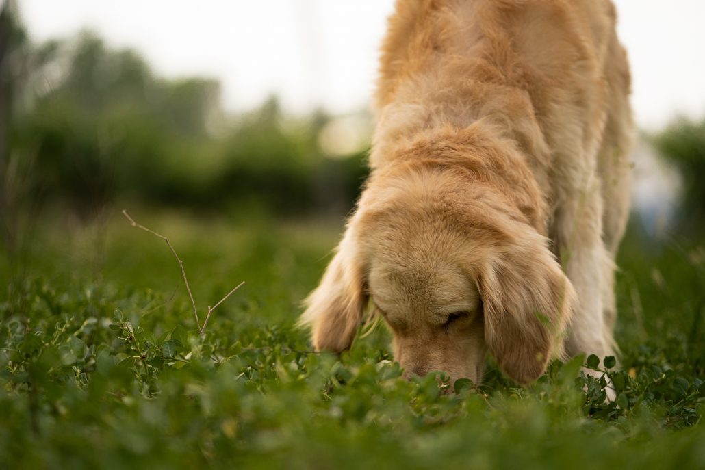 Hond snuffelend