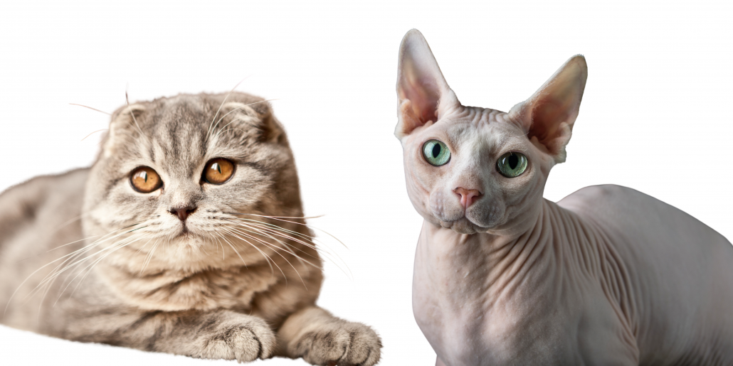 Scottish fold naaktkat