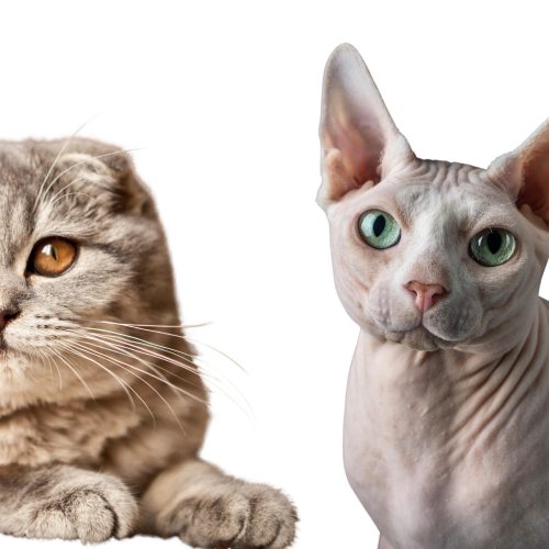 Scottish fold naaktkat