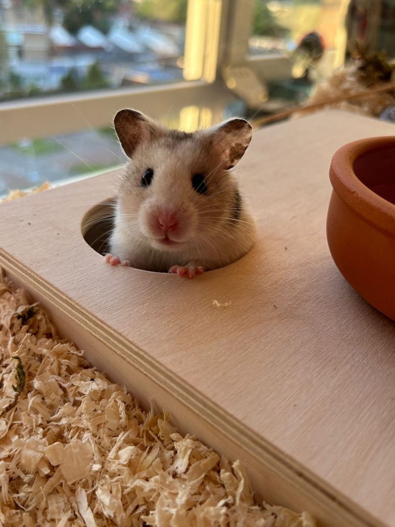 Hamster winnie dichtbij