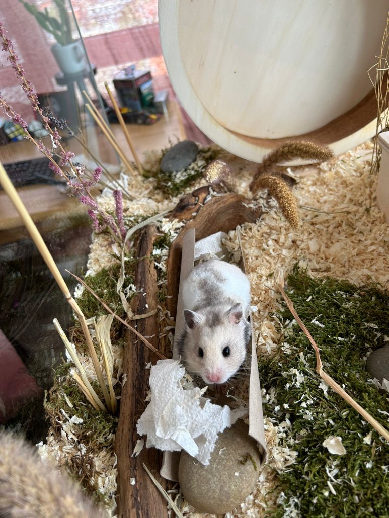 Hamster huisvesting