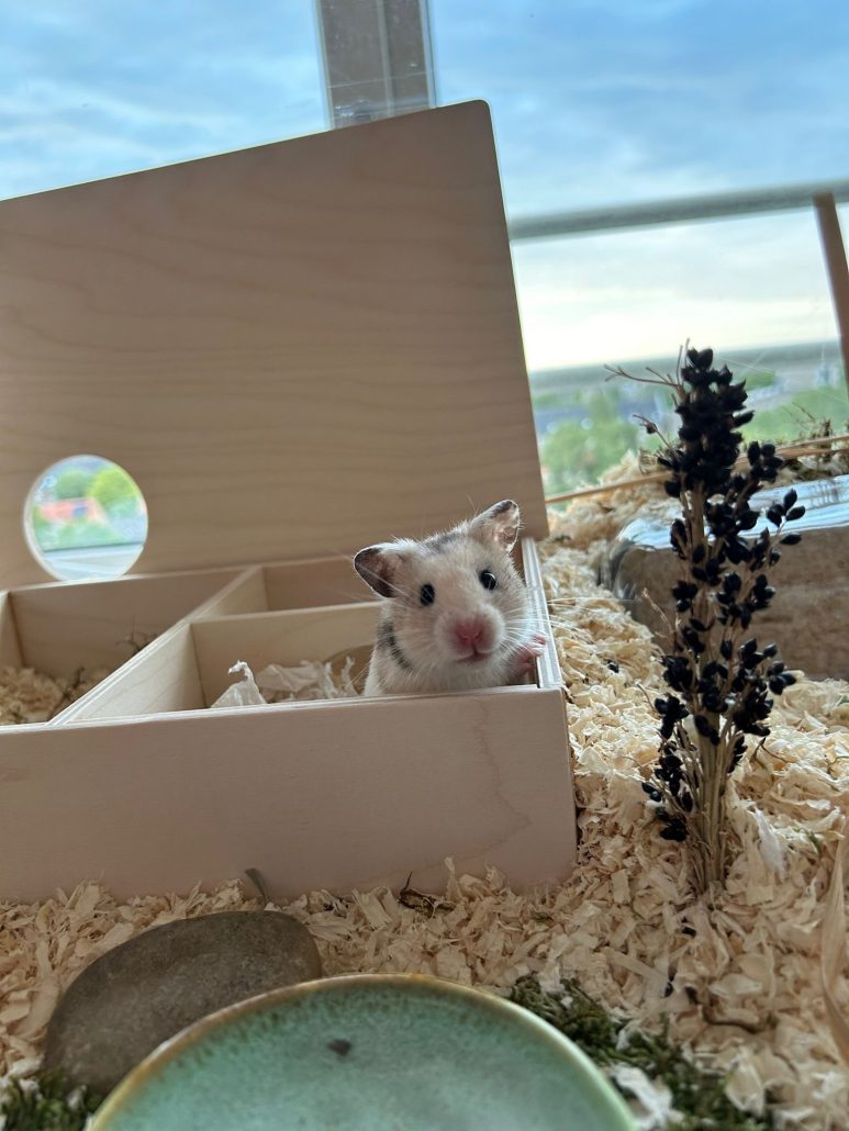 Hamster winnie in verblijf