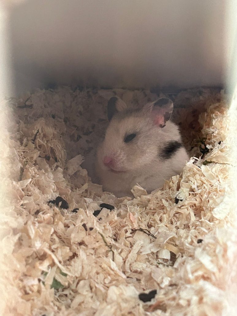 Hamster holletje