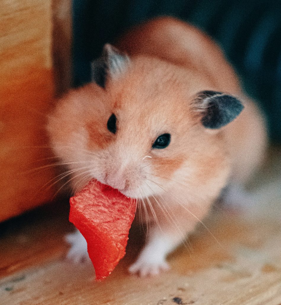 Hamster hamsteren