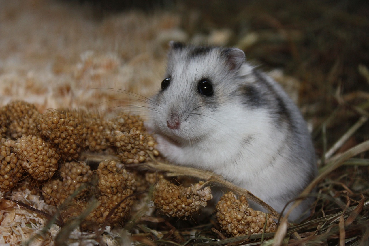 Hamster voeding