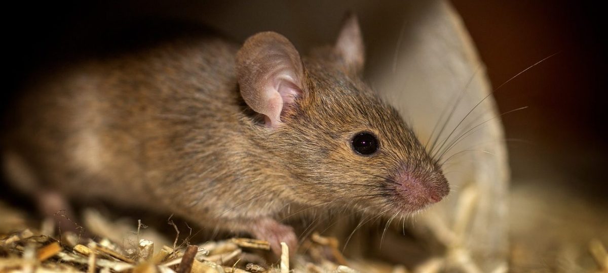 bruine huismuis