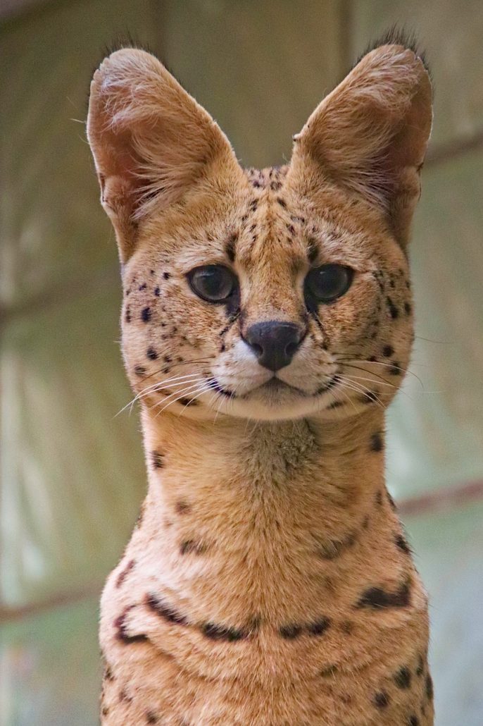 Serval
