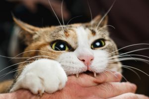 Kat bijt