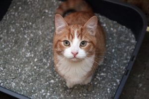 kat kattenbak