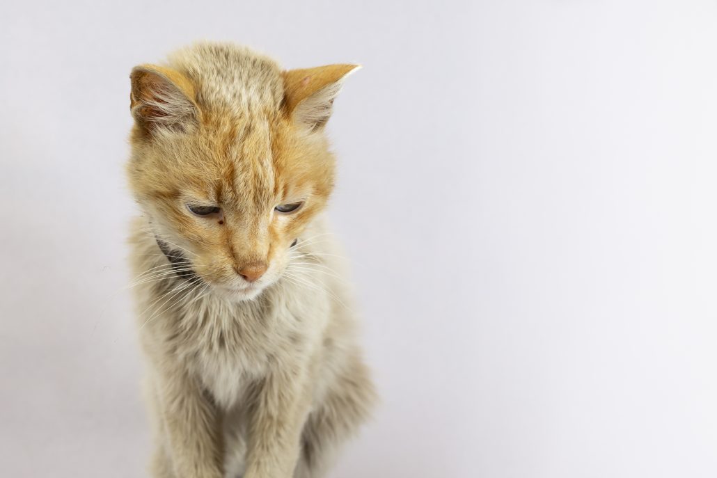 Oude kat