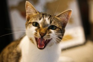 Kat miauwt