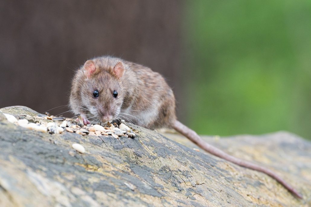 Bruine rat wild