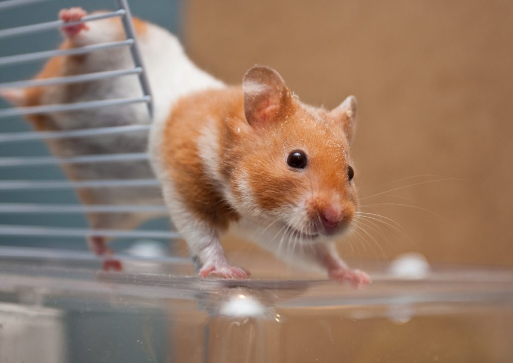 Hamster op trap