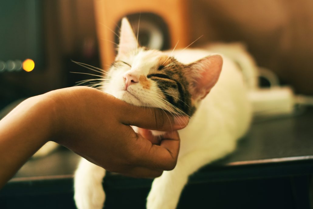 Kat aaien
